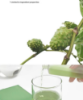 celimax - The Real Noni Starter Kit